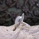 Bague en argent et pierre de lune