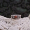 Bague en argent et corail