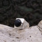 Bague en argent et onyx