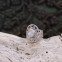 Bague en argent et pierre de lune