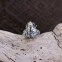 Bague en argent et abalone - abeille